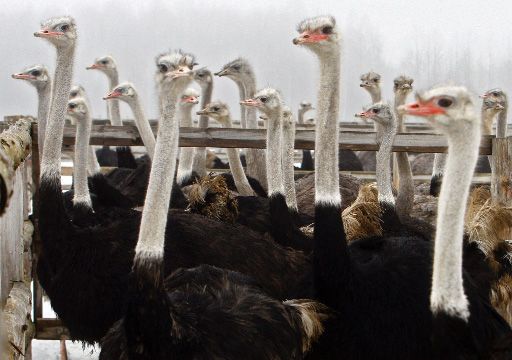 страусы