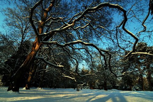 дерево зима лес