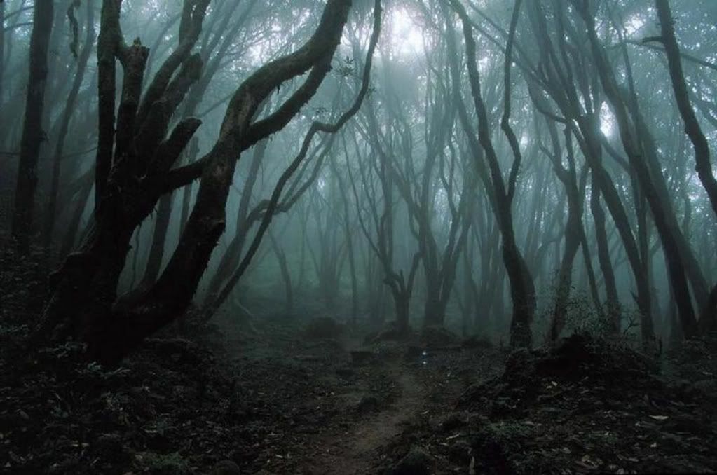 темный лес
