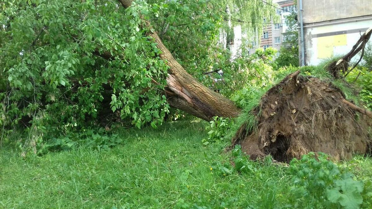 дерево упало ураган 5