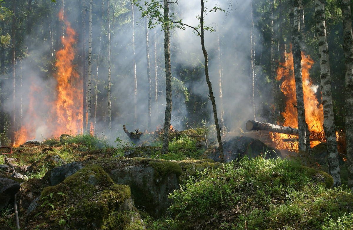 Посещение лесов запрещено в 20 районах Нижегородской области