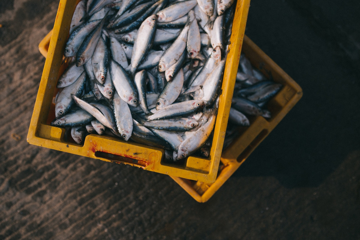 Нижегородские рыбхозы получили 6 млн рублей субсидий на развитие рыбоводства