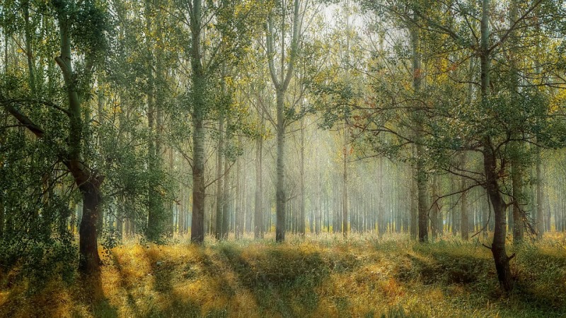 «Лес вместо букета»: накануне Дня знаний нижегородским учителям предлагают дарить деревья
