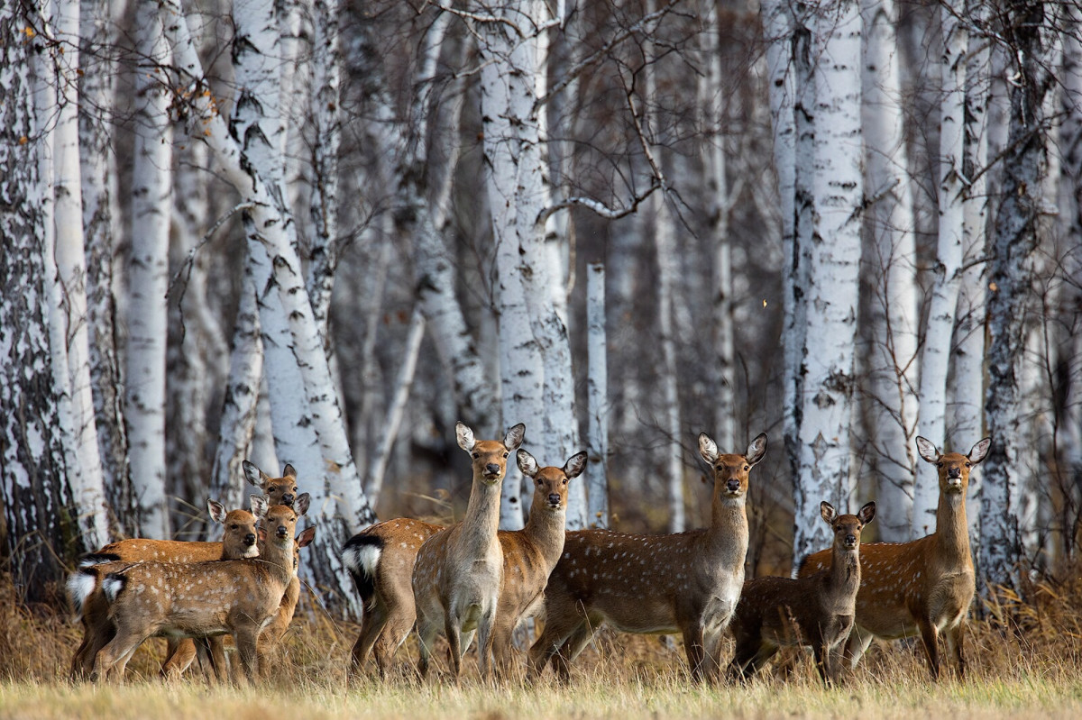 Тридцать особей пятнистого оленя завезут в Дальнеконстантиновский район