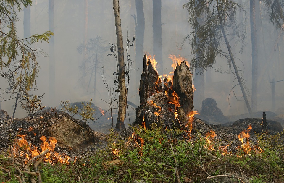 Высокая пожароопасность в нижегородских лесах сохранится до 14 сентября