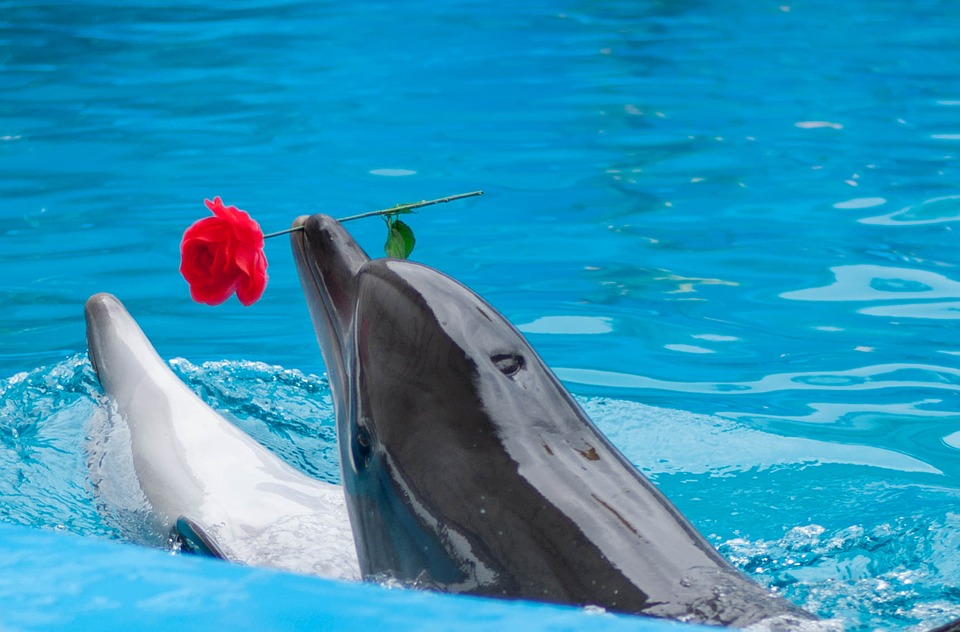 Более 300 детей бесплатно посетят нижегородский дельфинарий