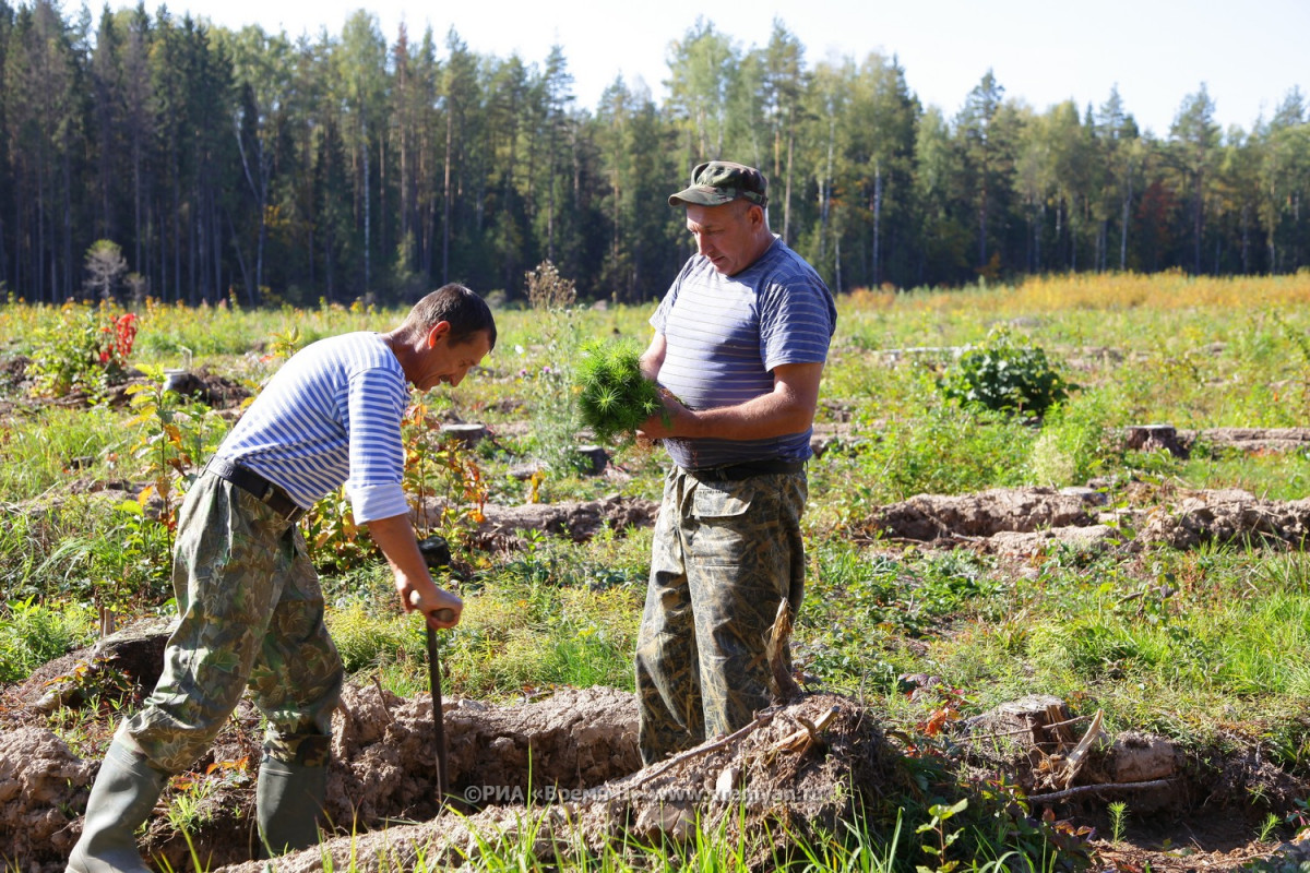 Проект Лесного плана Нижегородской области утвержден до конца года