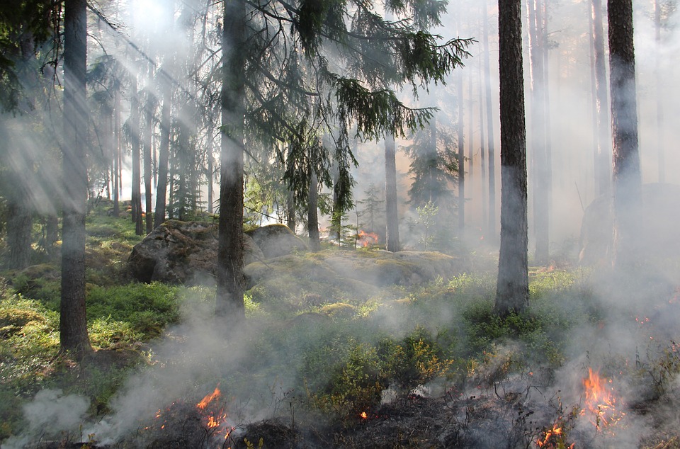 Высокая пожароопасность лесов сохранится в Нижегородской области 19−24 сентября