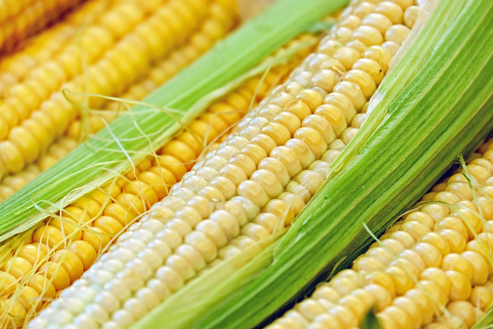 Уборка кукурузы на силос позволит нижегородским аграриям повысить обеспеченность кормами