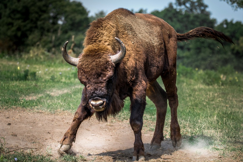 Бешеный бык обнаружен в одном из хозяйств Павловского района