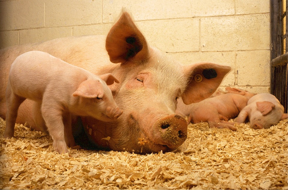 Карантин по африканской чуме свиней отменен в Шарангском районе