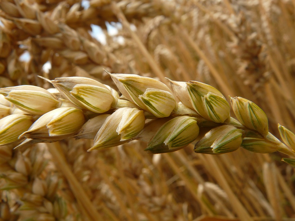 Доля зерна, собранного в Нижегородской области, составила 5,3% от общего намолота по ПФО