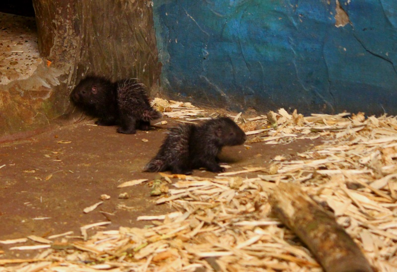 Бэби-бум случился в нижегородском зоопарке «Лимпопо»