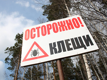Мониторинг за присасываниями клещей стартовал в Нижегородской области с 11 марта