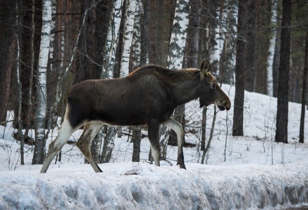 Случай незаконной охоты на лося выявлен в Кулебакском районе
