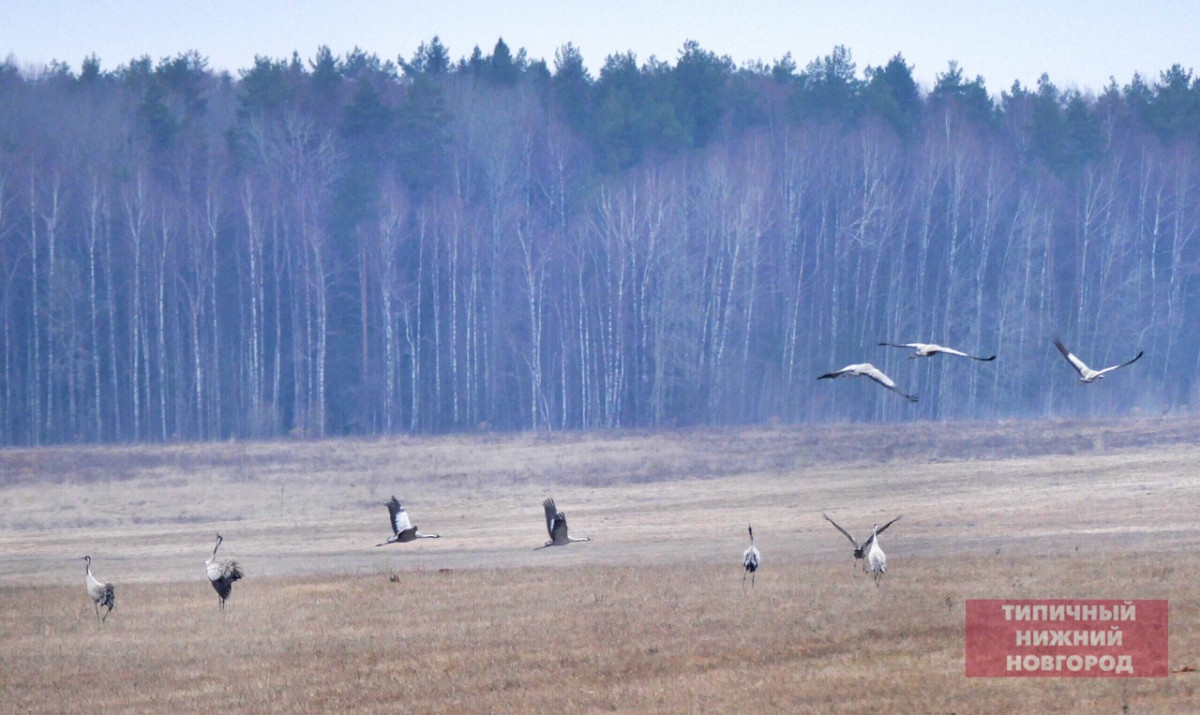 Двенадцать журавлей прилетели на озеро Светлояр в Нижегородской области
