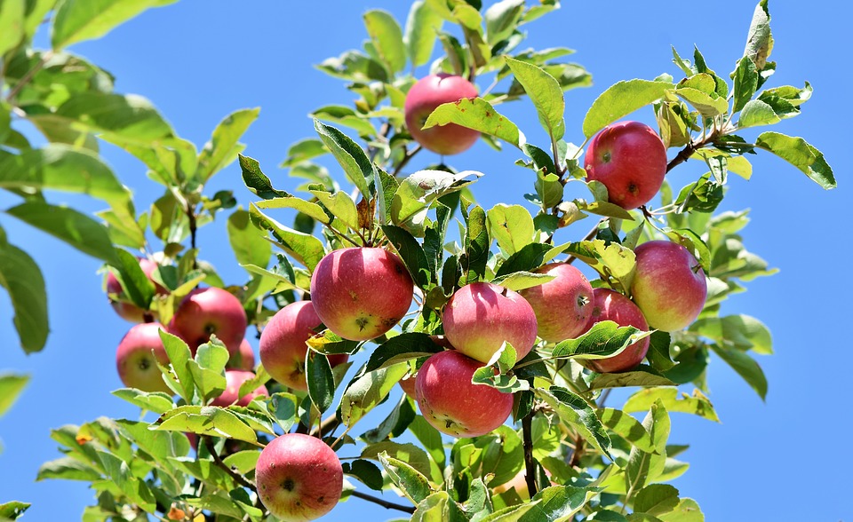 Яблоневый сад на 26 гектаров зацветет весной в Шарангском районе