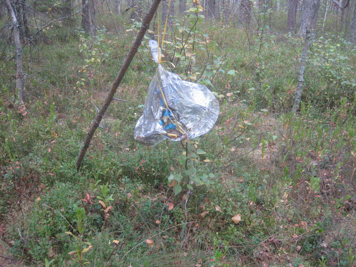 Резину от воздушных шариков нашли в желудке погибшего теленка в поселке Рустай