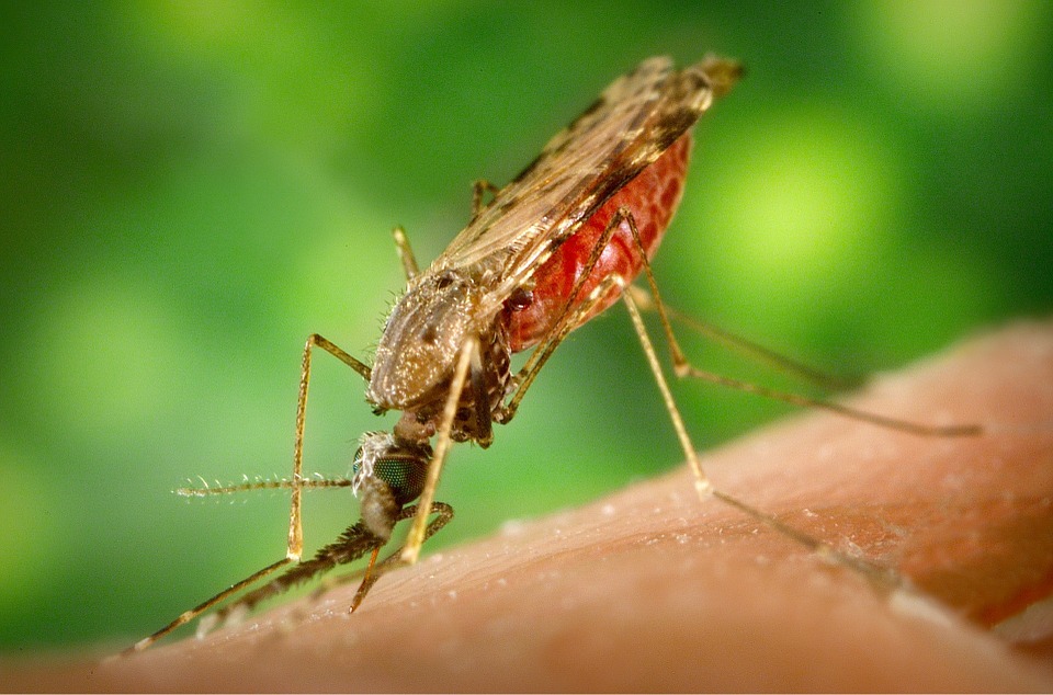 Роспотребнадзор напоминает нижегородцам о малярии