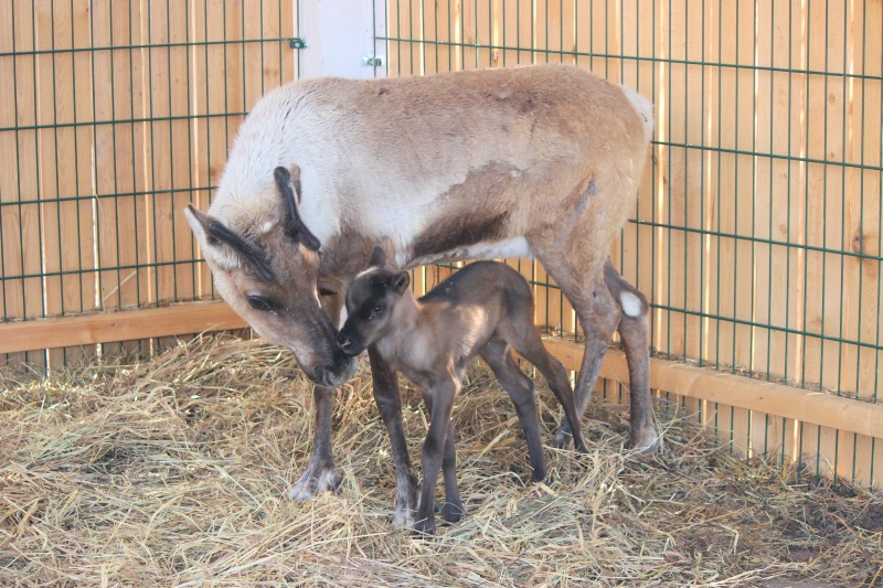 Весенний бэби-бум в «Лимпопо»: родились олененок, альпачонок и дикобразики