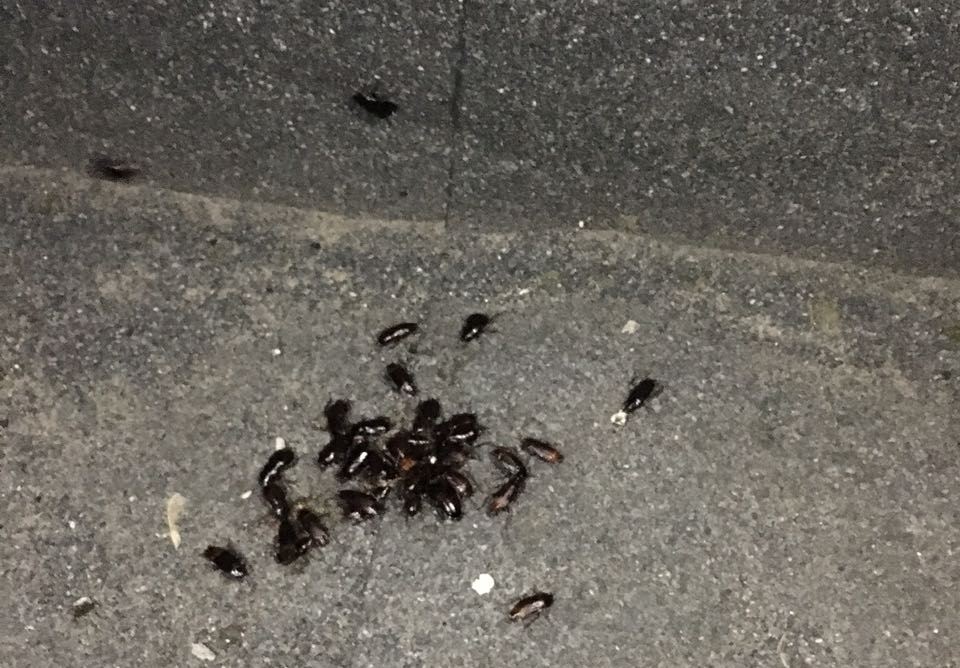 Район Нижегородской Ярмарки атаковали чёрные тараканы