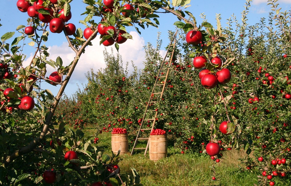 Яблоневый сад появился в дзержинском детдоме усилиями национальных диаспор