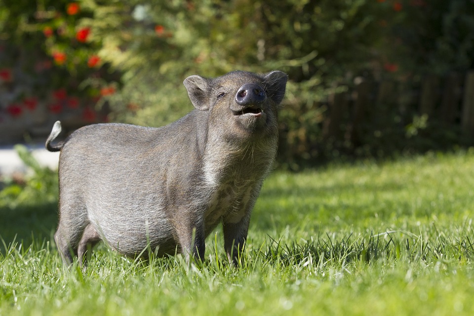 Запрет на посещение лесов могут ввести в Нижегородской области из-за африканской чумы свиней