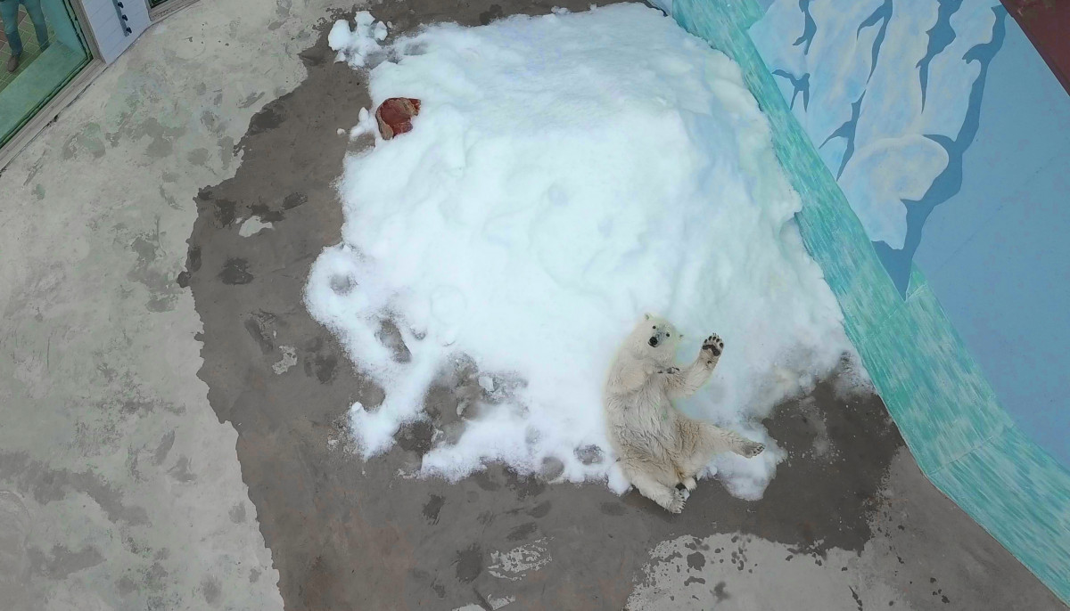 Белой медведице Аяне привезли лёдогенератор в «Лимпопо»