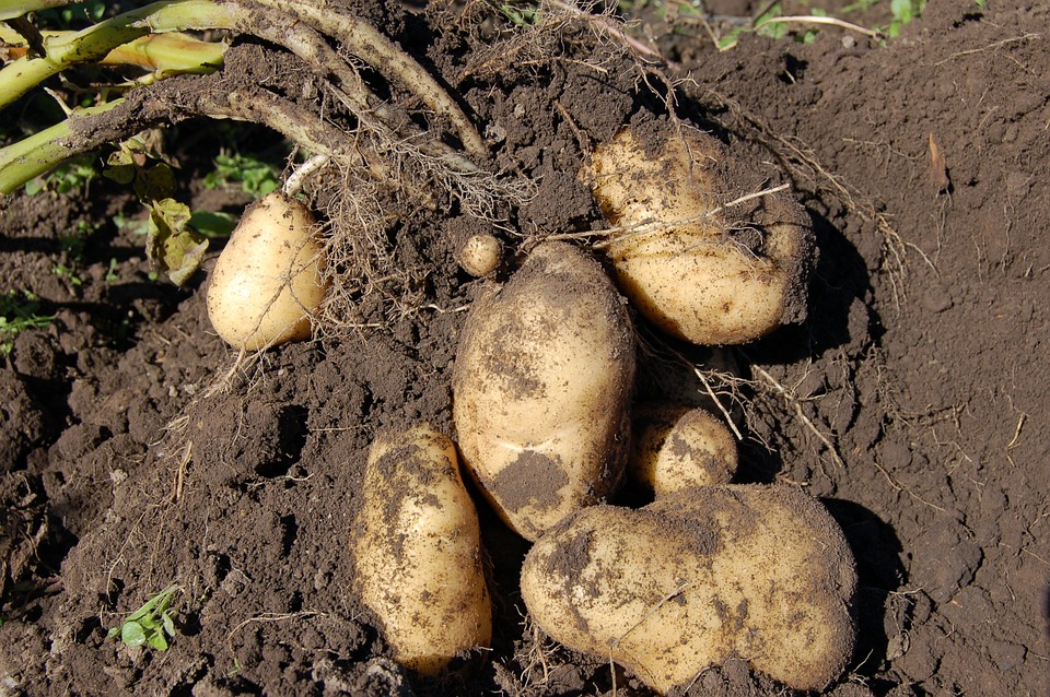 Картофельная нематода выявлена в двух районах Нижегородской области