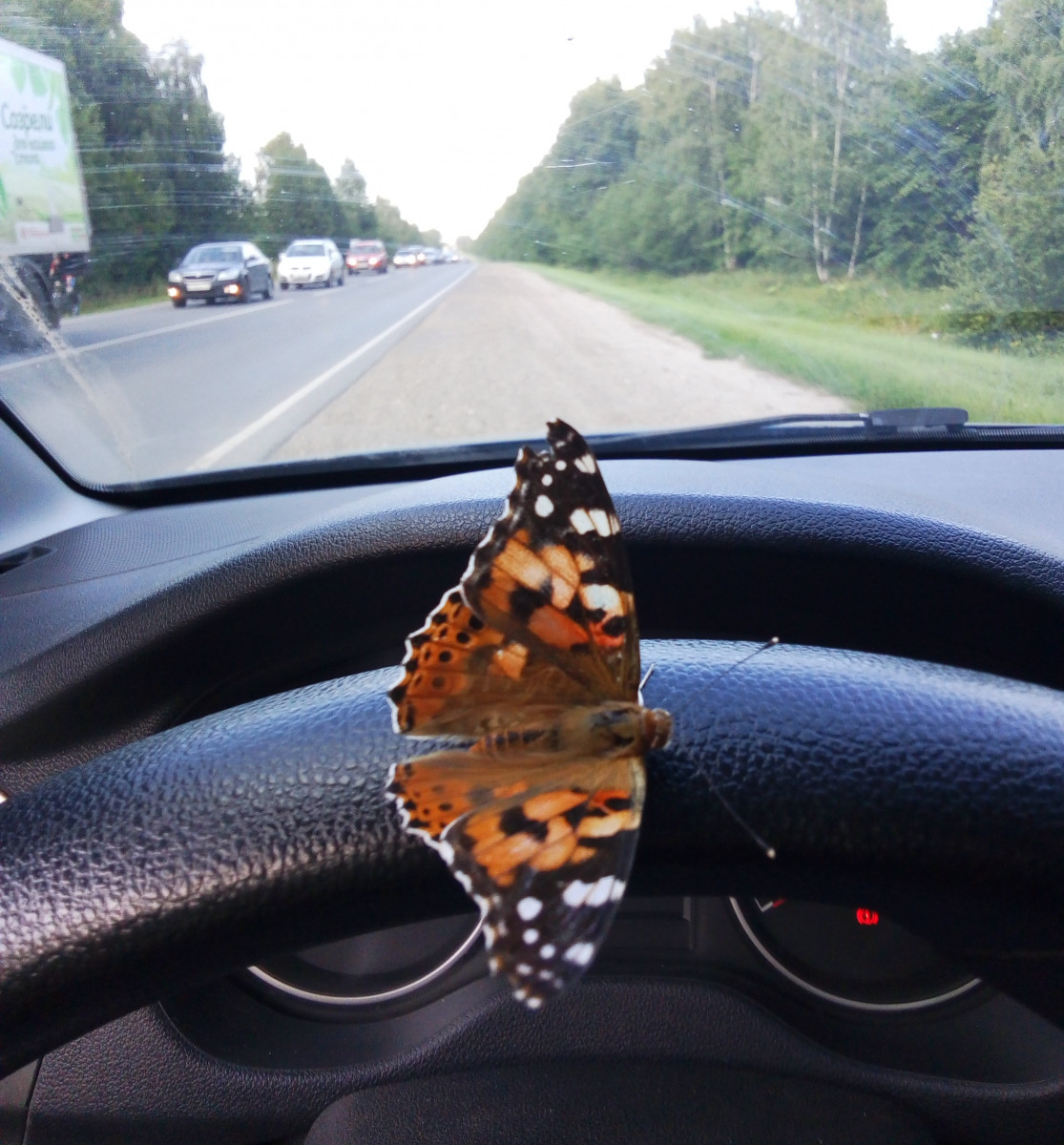 Массовая миграция бабочек-репейниц зафиксирована на юге Нижегородской области