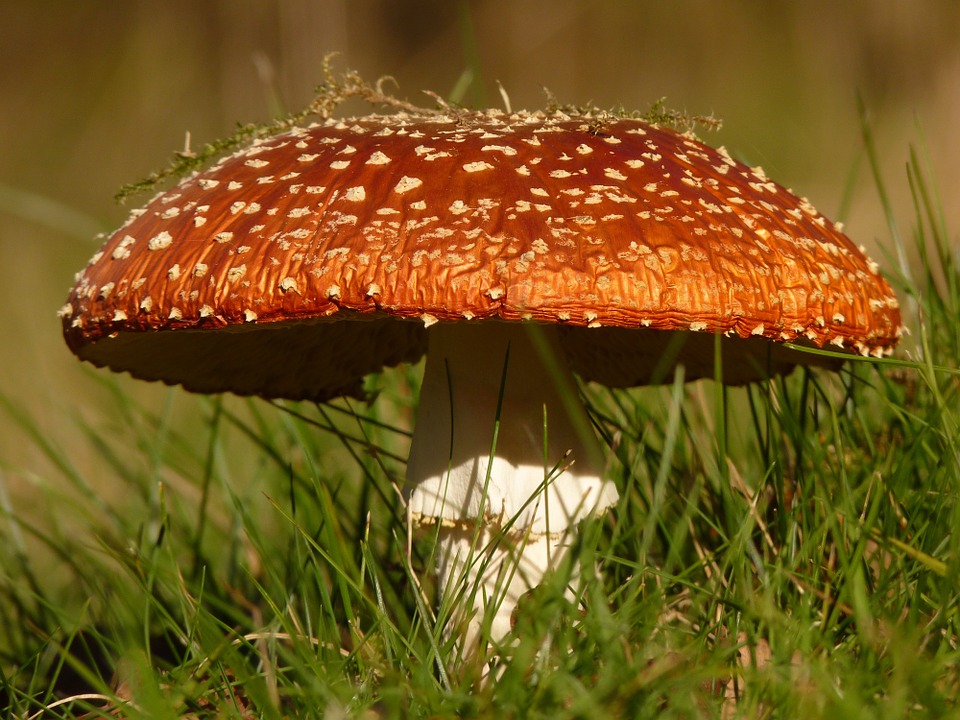 Около 30 нижегородцев ежегодно травятся грибами