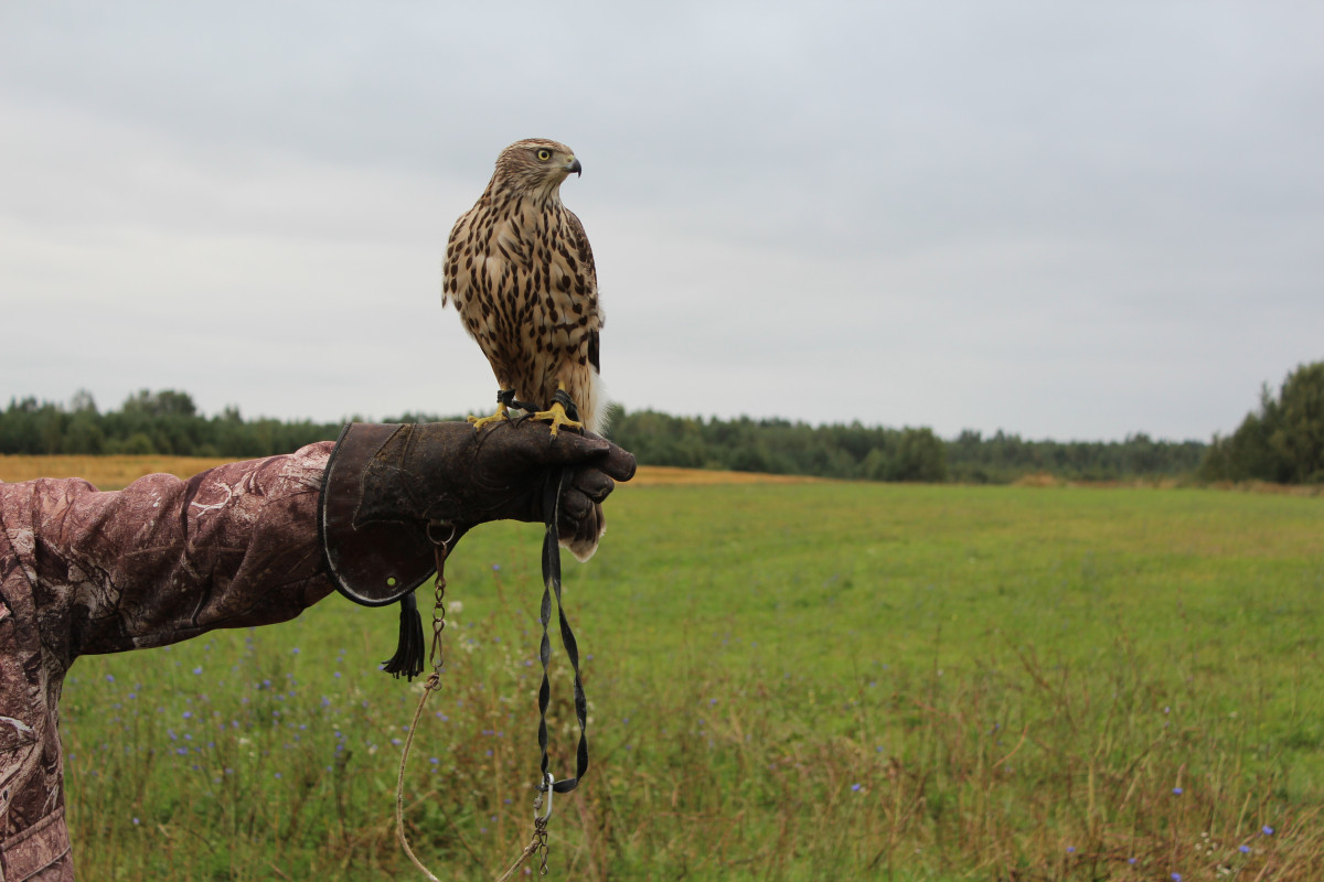 Сезон соколиной охоты открыли в Нижегородской области