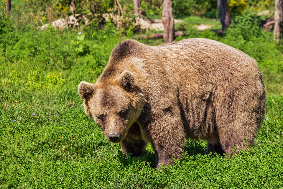 Сезон охоты на медведей продлится в Нижегородской области до конца ноября