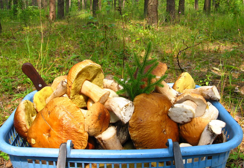 Нижегородская область вошла в топ-5 регионов России по количеству грибов