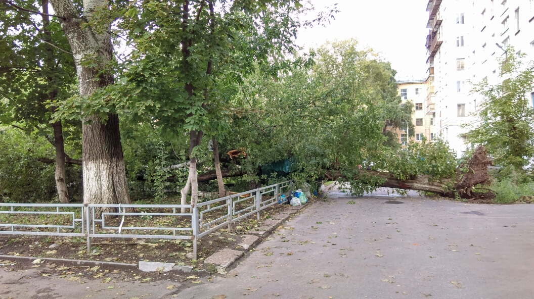 Дерево рухнуло во дворе дома на Совнаркомовской Дерево рухнуло во дворе дома на Совнаркомовской