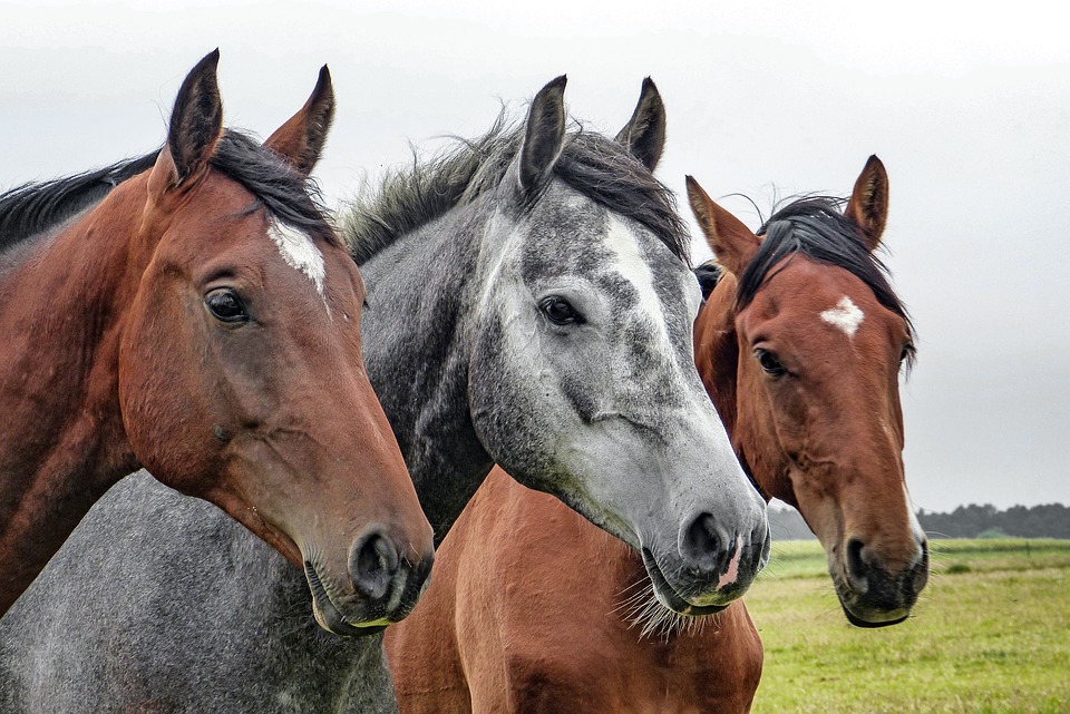 Более 9 млн рублей затратят на содержание лошадей нижегородской конной полиции