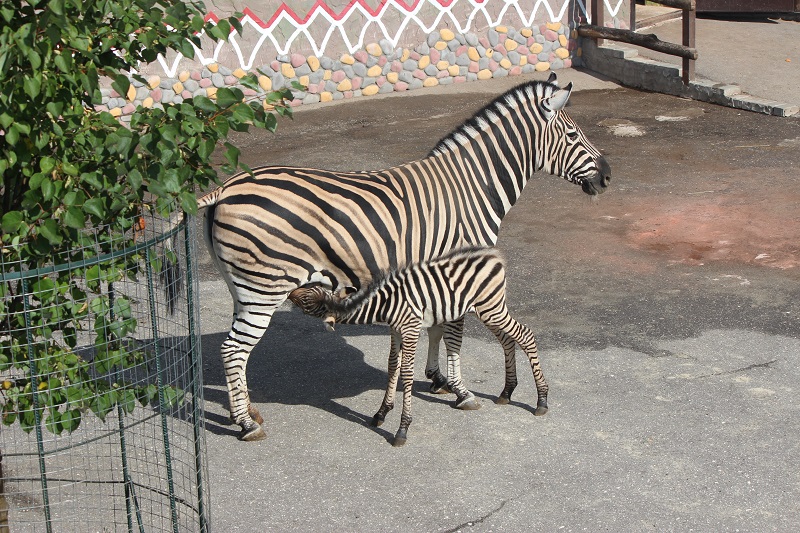 «Лимпопо» предлагает нижегородцам выбрать имя для зебры