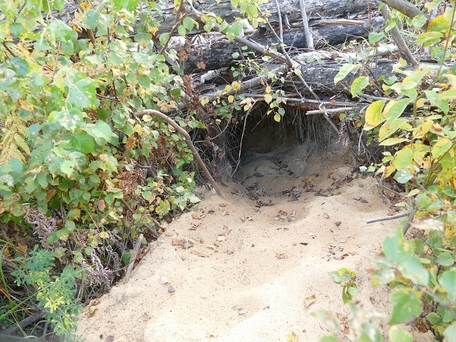 Медвежью берлогу обнаружили в Керженском заповеднике