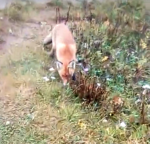Жители продолжают встречать лис в Нижнем Новгороде