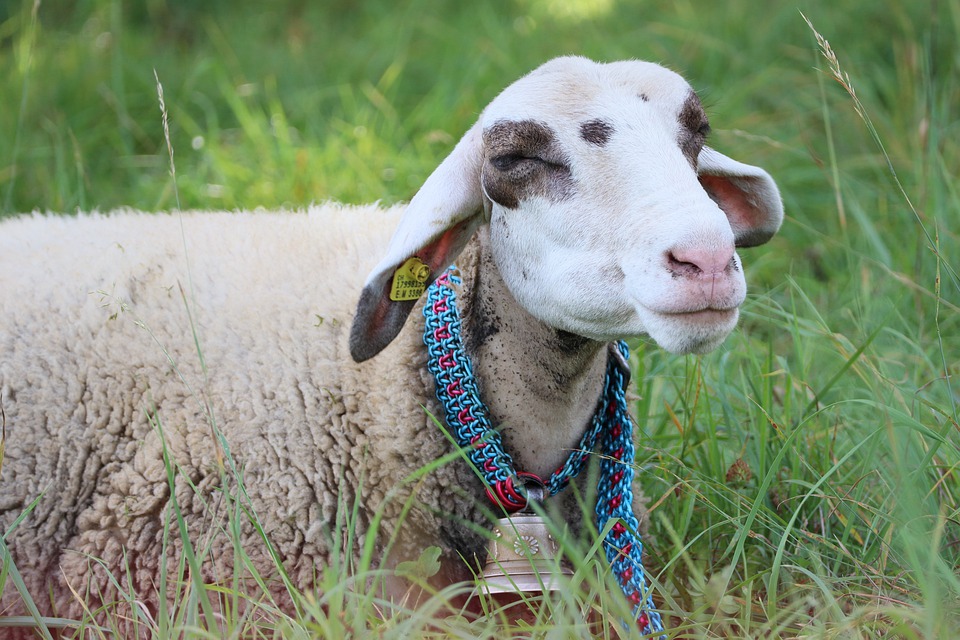 Более 800 овец из Перевозского района отправлены на убой из-за бруцеллеза