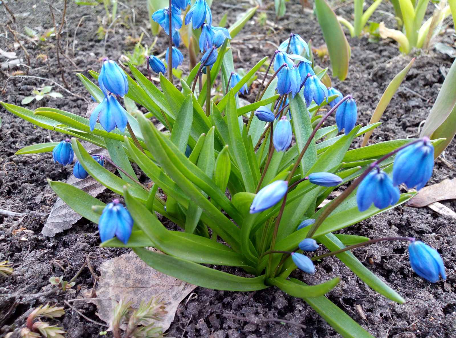 Подснежники распустились в Автозаводском районе | 15.04.2020 | Нижний  Новгород - БезФормата