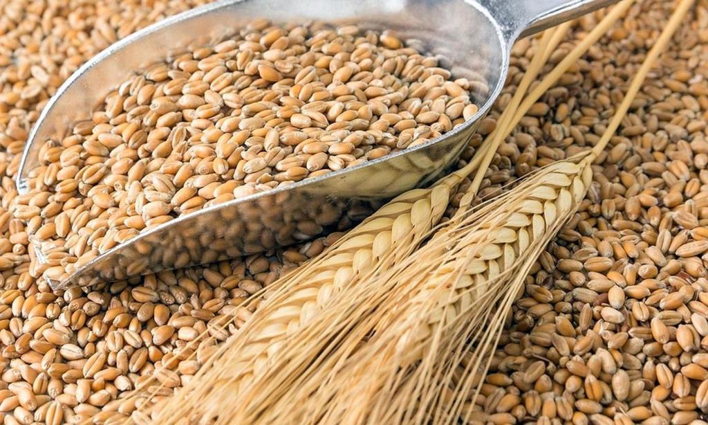 Нижегородские аграрии собрали 1 млн 100 тысяч тонн зерна нового урожая