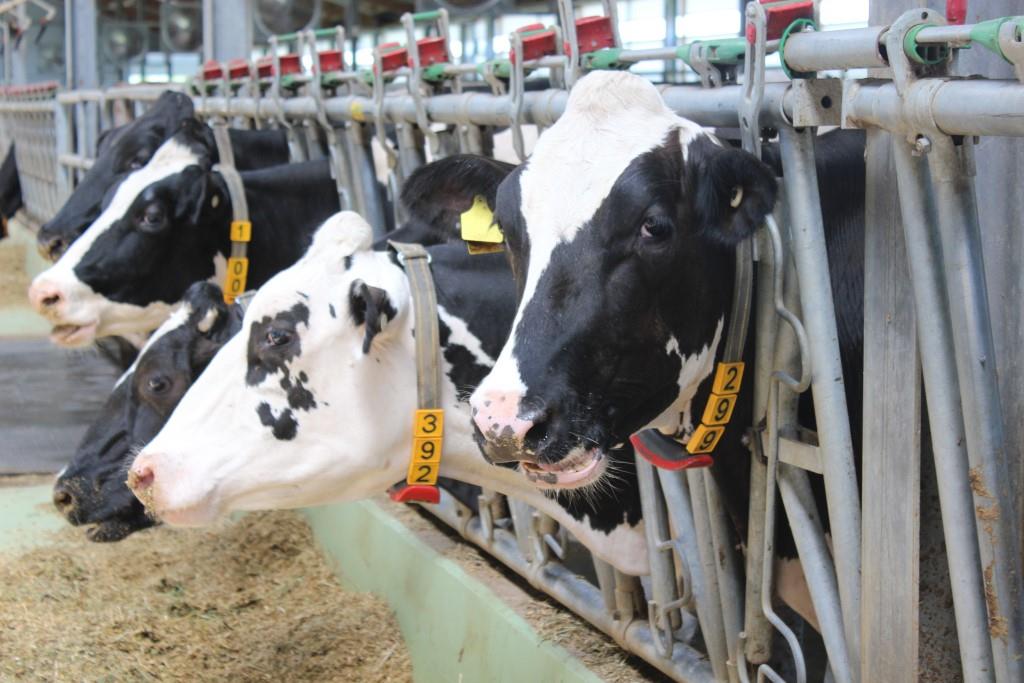 Более 30 млн рублей на борьбу с лейкозом скота получили нижегородские аграрии
