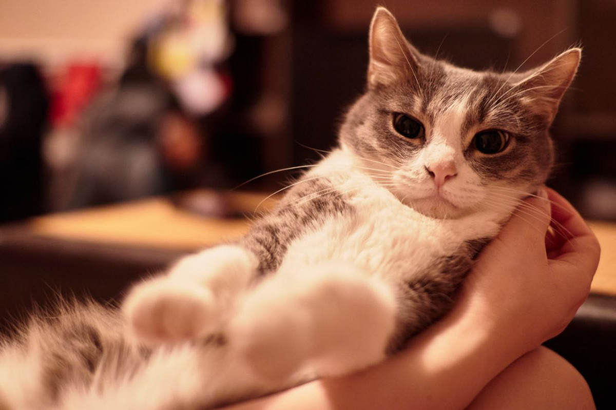 Нижегородцы могут со скидкой стерилизовать домашних собак и кошек в госветклиниках в рамках акции «Мартовский кот»