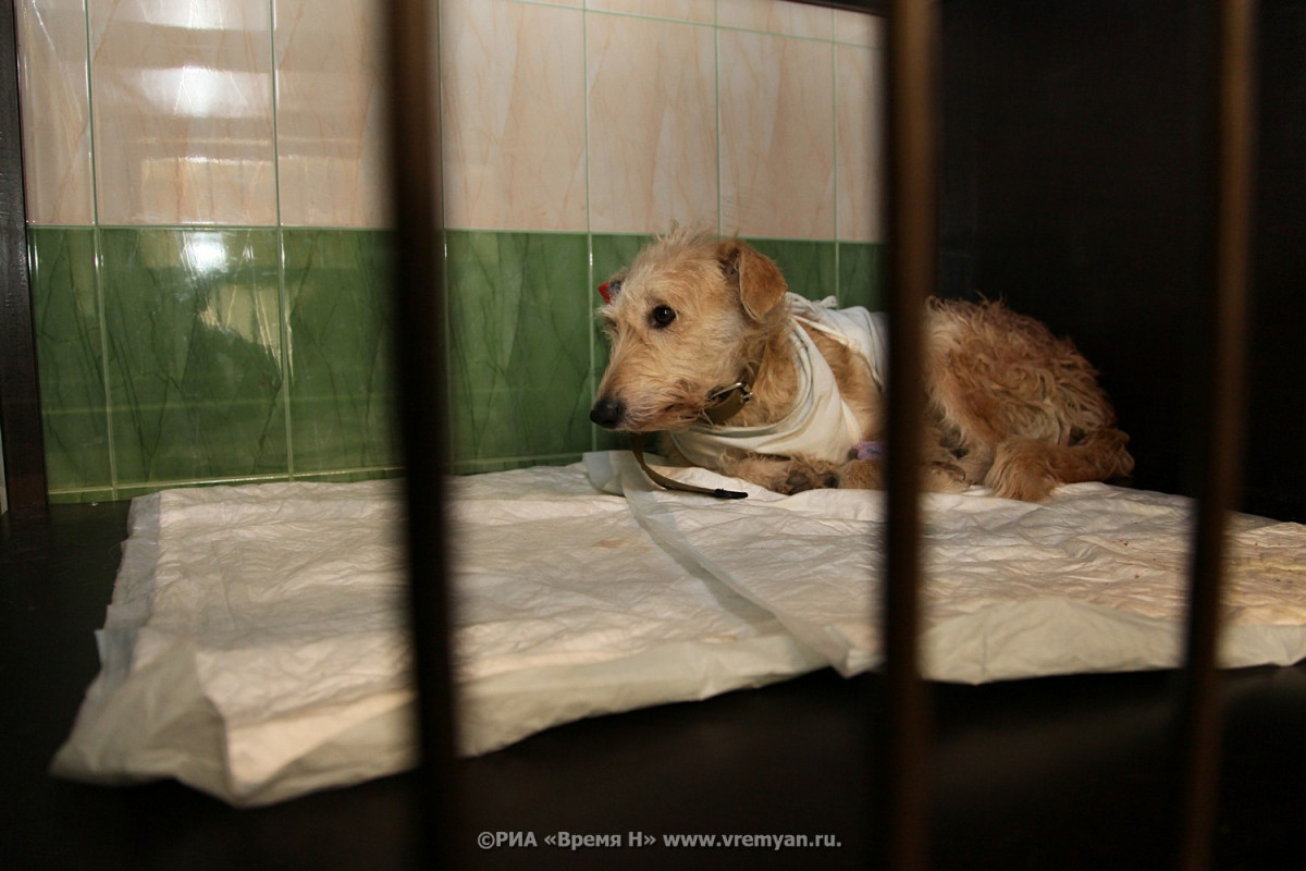 Зоозащитники обнаружили «концлагерь» для животных в Сормове