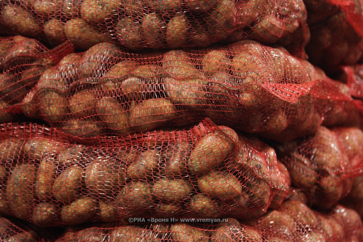 Более 20 тысяч тонн картофеля экспортировано из Нижегородской области с начала года