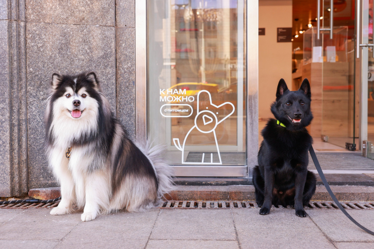 МТС в Нижегородской области открыла свои магазины для домашних животных