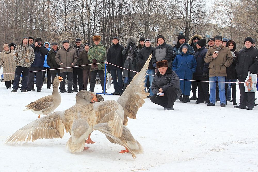 Гусиные бои фото