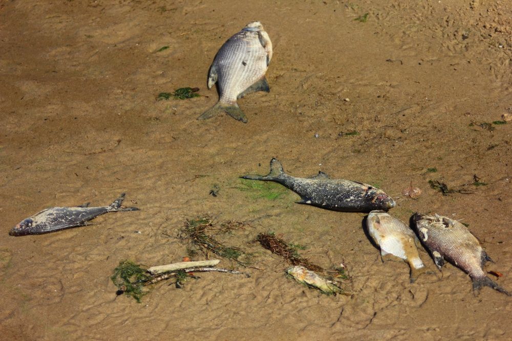 Рыбалка на горьковском водохранилище. Летний замор. Рыба Горьковского водохранилища. Замор рыбы в Горьковском водохранилище. Загрязнение Горьковского водохранилища.