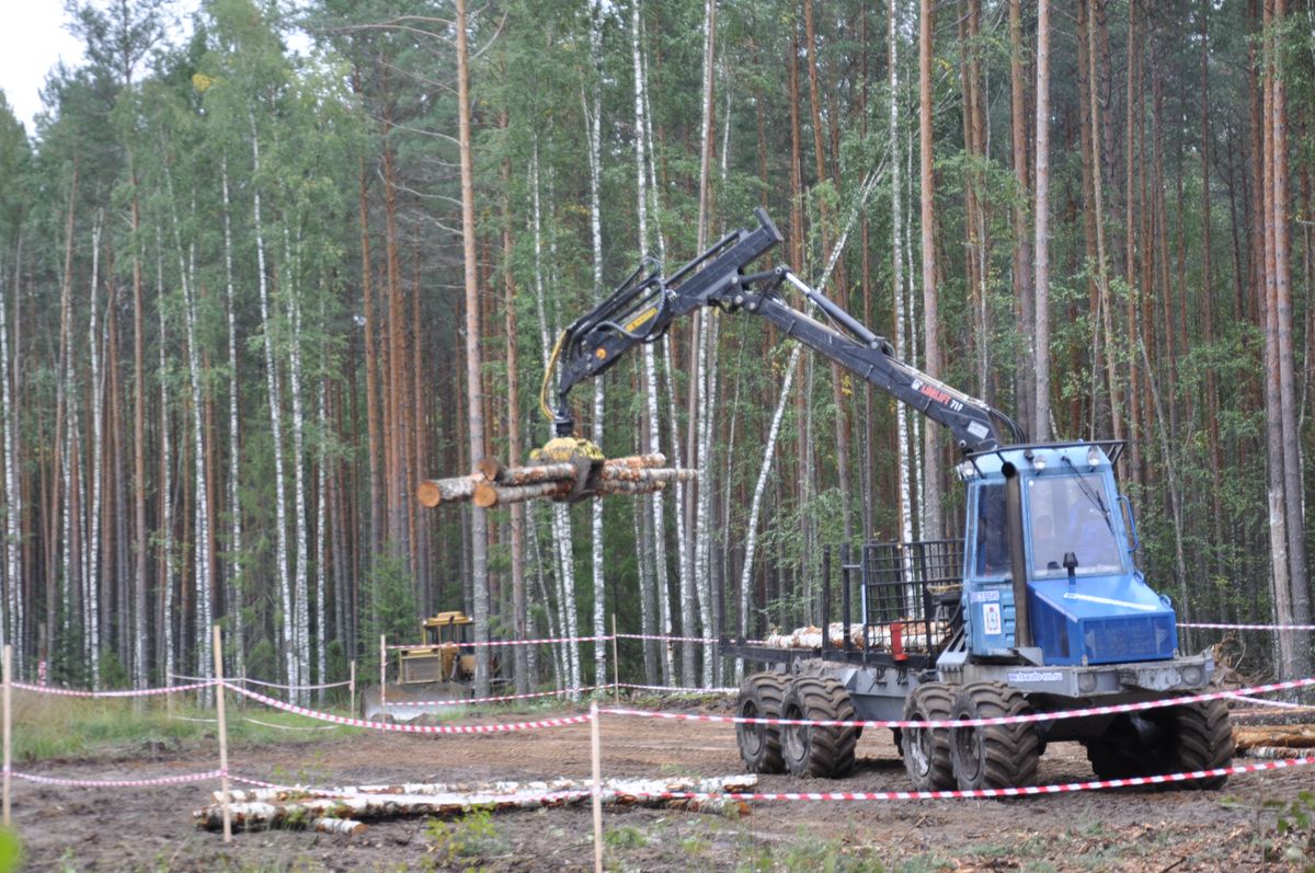 Лучших вальщиков леса определили в Нижегородской области | Информационное  агентство «Время Н»